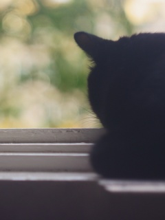 Дремлющий на окне черный кот обои