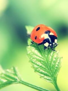 Божья коровка в макро обои