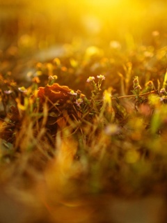 Полевые цветы в закатном солнце обои