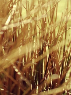 Высохшие травяные стебли обои