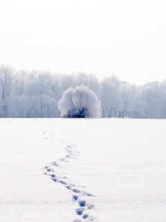 Следы на снегу обои