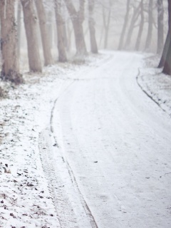 Дорога в зимнем лесу обои
