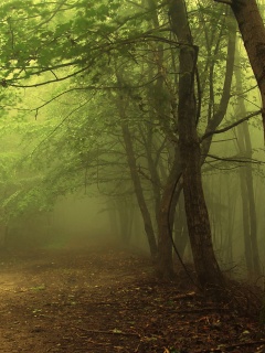 Зеленоватый туман обои