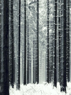 Зимний лес как штрихкод обои