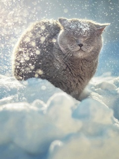 Британце в снегу обои