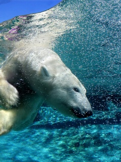 Нырнувший белый медведь обои