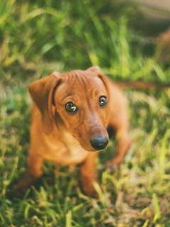 Маленькая милая такса обои