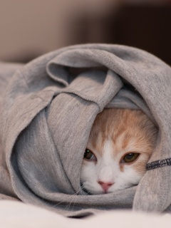 Закутавшийся в футболку кот обои