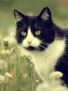 Кот в одуванчиках обои