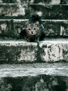 Растрепанная кошка на ступеньках лестницы обои