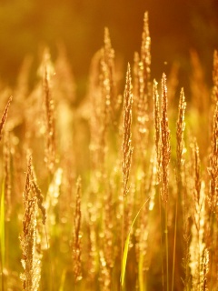 Рожь обои