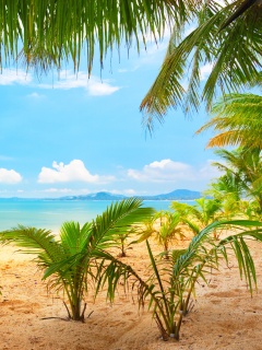 Настоящее лето обои