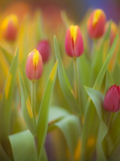 Розово-желтые тюльпаны обои