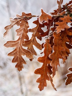 Дубовые листья обои