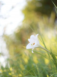 Цветок затерявшийся в траве обои
