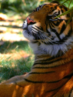 Отдыхающий в теньке хищник обои