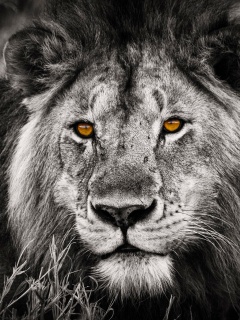 Гордый лев с горящими глазами обои