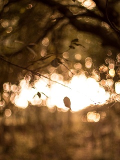 Размытый свет в парке обои