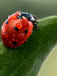 Божья коровка в макро обои
