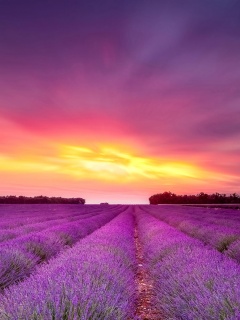 Поле фиолетовых цветов на закате обои