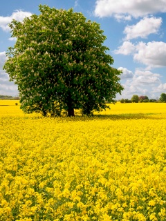 Каштан на цветочном поле обои