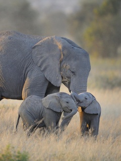 Слоны в национальном парке обои