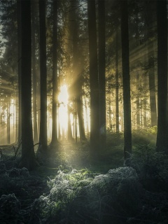 Свет пробивается сквозь стволы деревьев обои