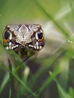 Змея в траве обои