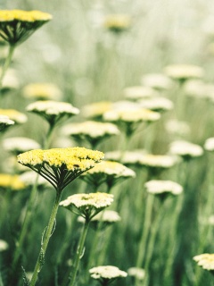 Солнцепоклонник обои