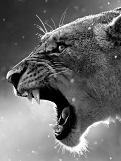 Грозный львиный рык обои