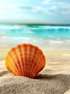 Раковина на летнем бережке обои