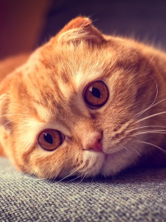 Скоттиш фолд рыжий обои