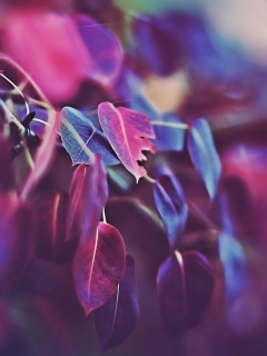 Фиолетовые листья обои