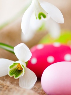 Белый цветок и яйца обои