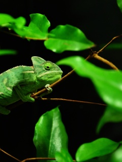 Хамелеон в листве обои
