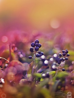 Фиолетовые ягоды обои