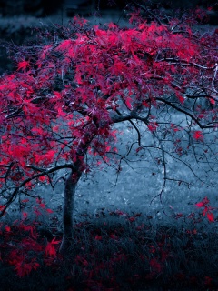 Розовое дерево обои