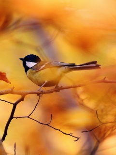 Синичка в желтой листве обои