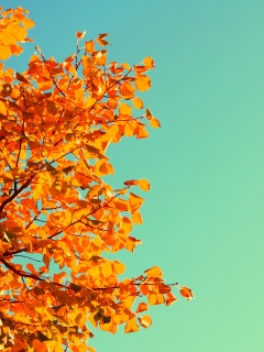 Ветви с пожелтевшими листьями на фоне неба обои