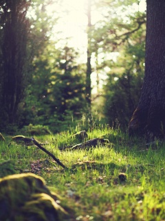 Лето в лесу обои