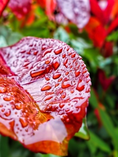 Красный лист в каплях воды обои