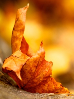 Пламенеющий осенний лист обои
