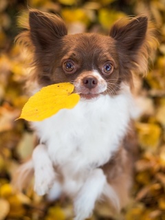 Собачка с листиком в зубах обои