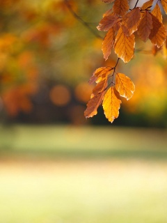 Осенний парк обои