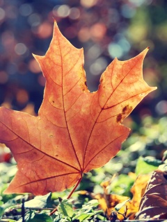 Желтый кленовый лист обои