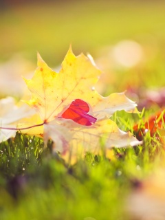 Листик в форме сердца обои