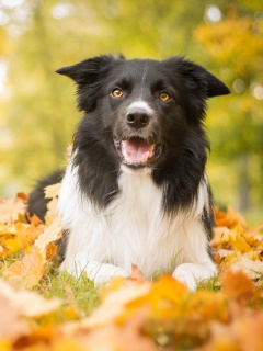 Пес среди листвы обои