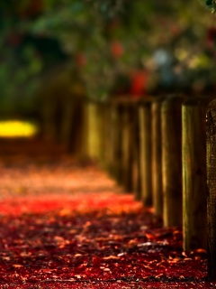 Аллея усеянная листвой обои