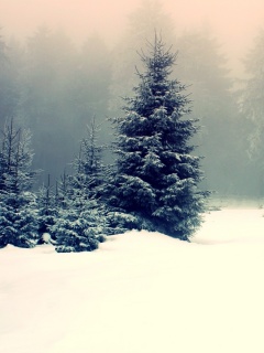 Ёлки в сугробах обои