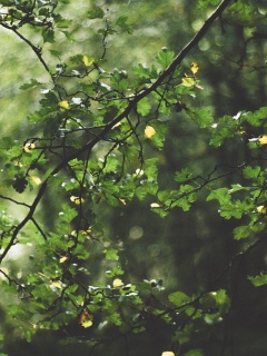 Дубовая зеленая листва обои